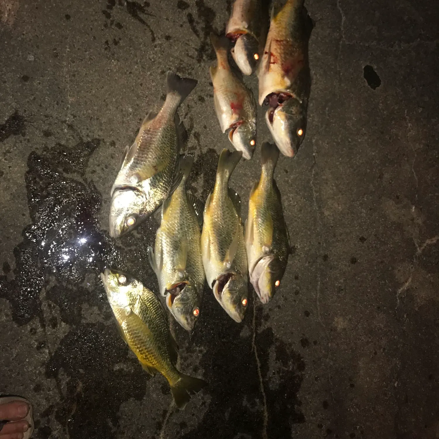 recently logged catches