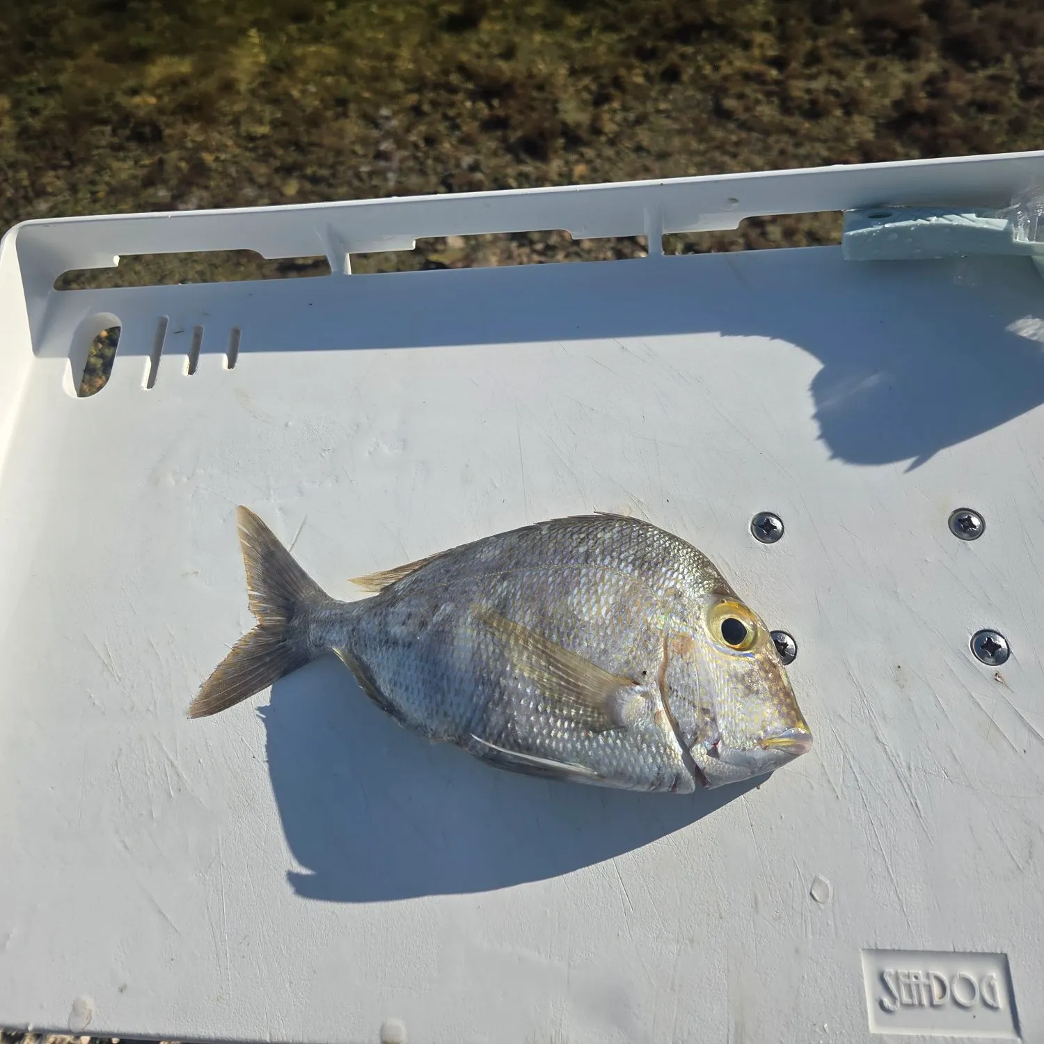 The most recent Scup catches on Fishbrain