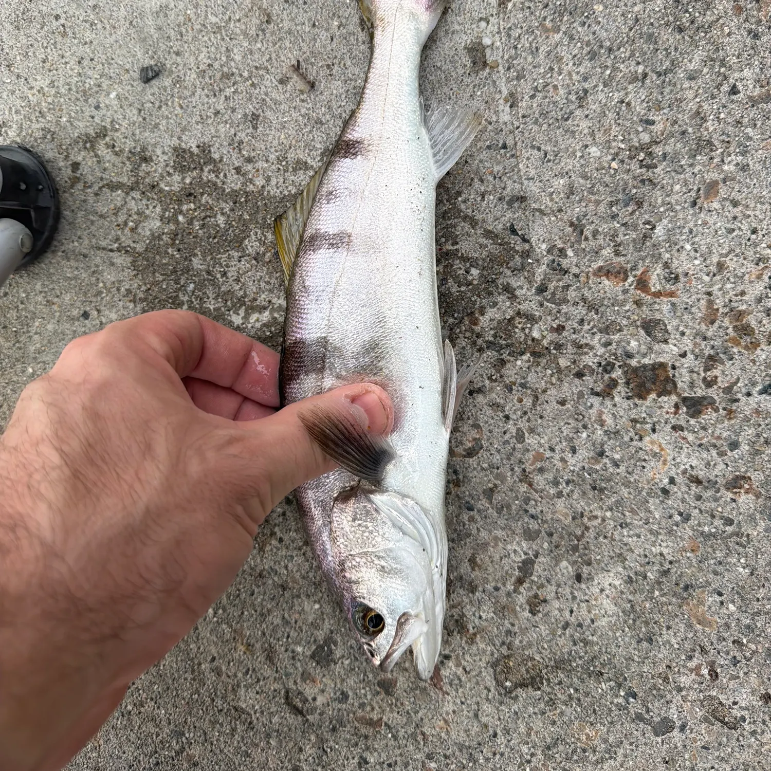 The most recent White seabass catches on Fishbrain