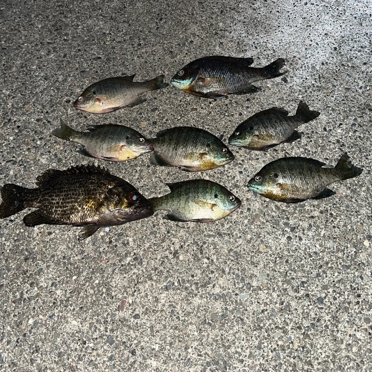recently logged catches