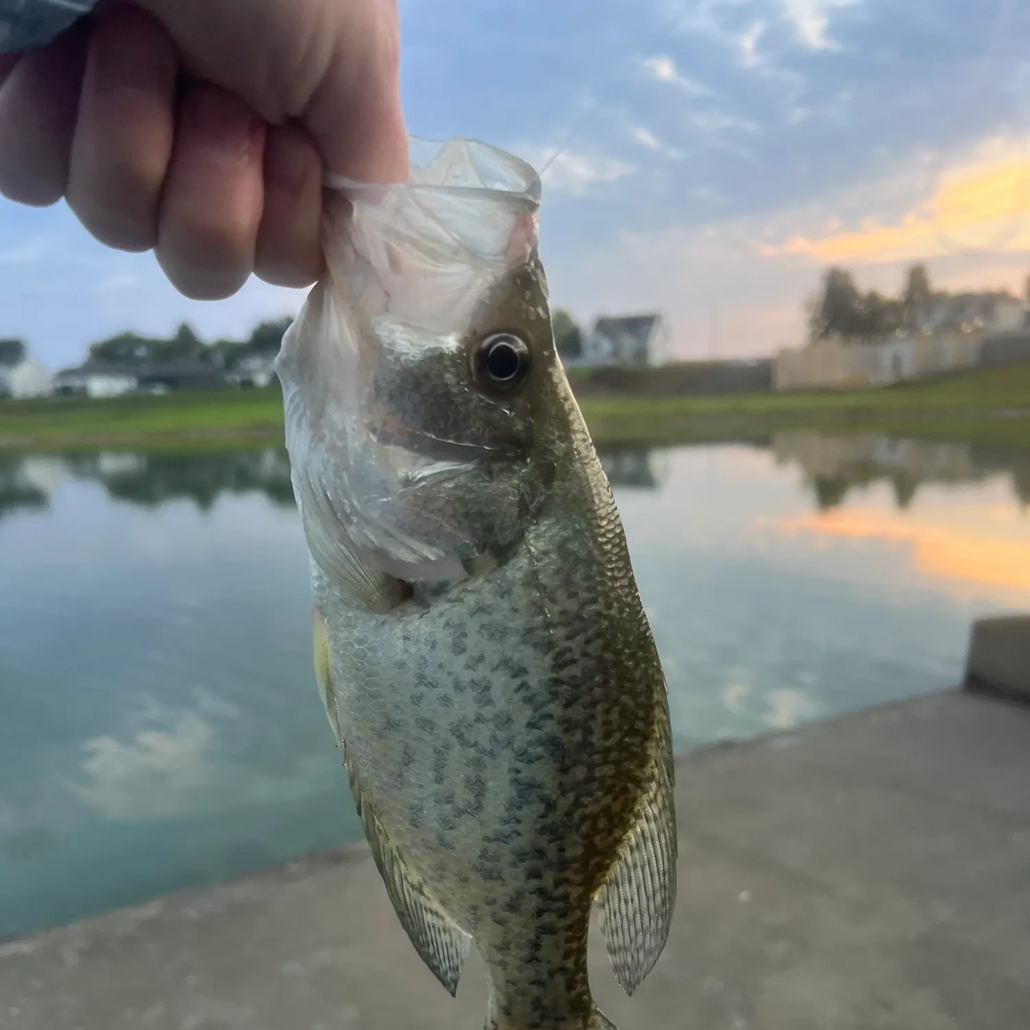 Black crappie caught on Fishbrain