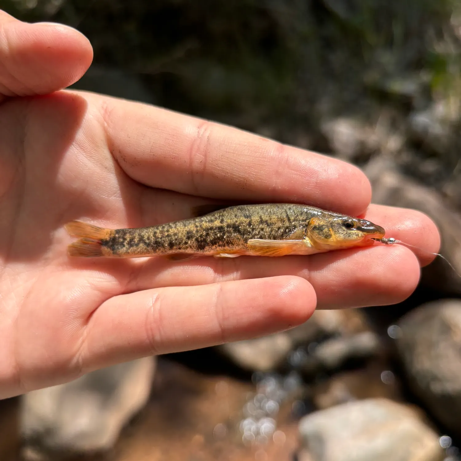 The most recent Longnose dace catches on Fishbrain