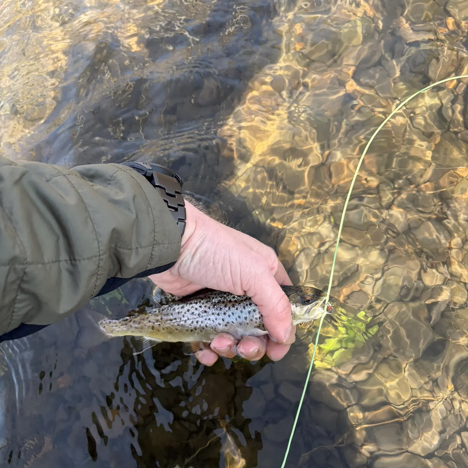 recently logged catches