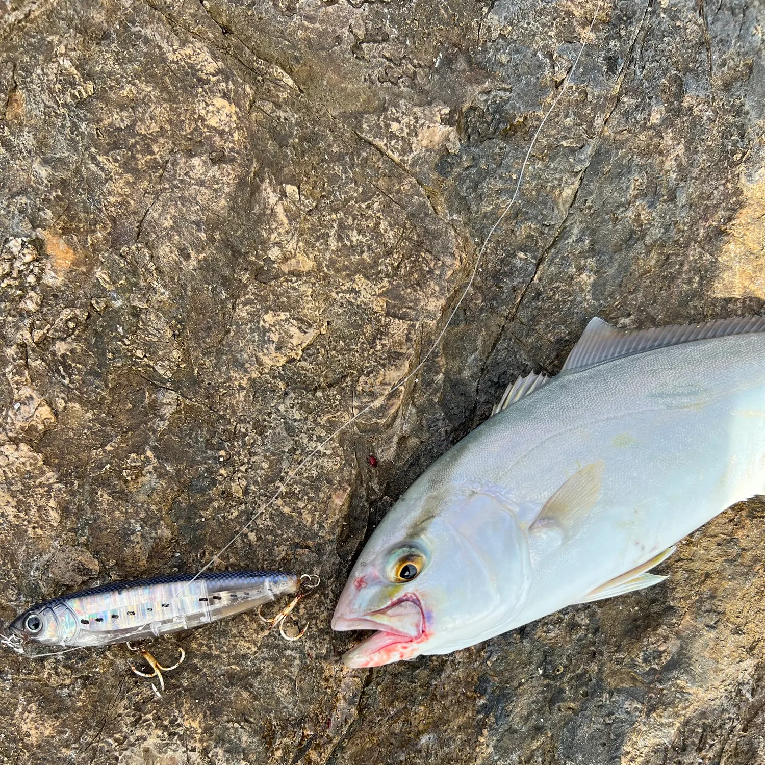 The most recent Greater amberjack catches on Fishbrain