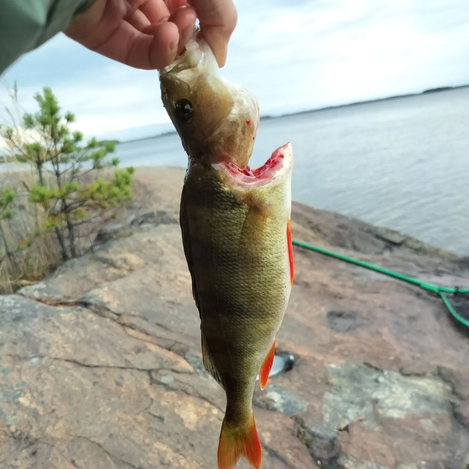 European perch caught on Fishbrain