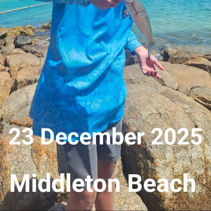 The most recent Atlantic herring catches on Fishbrain