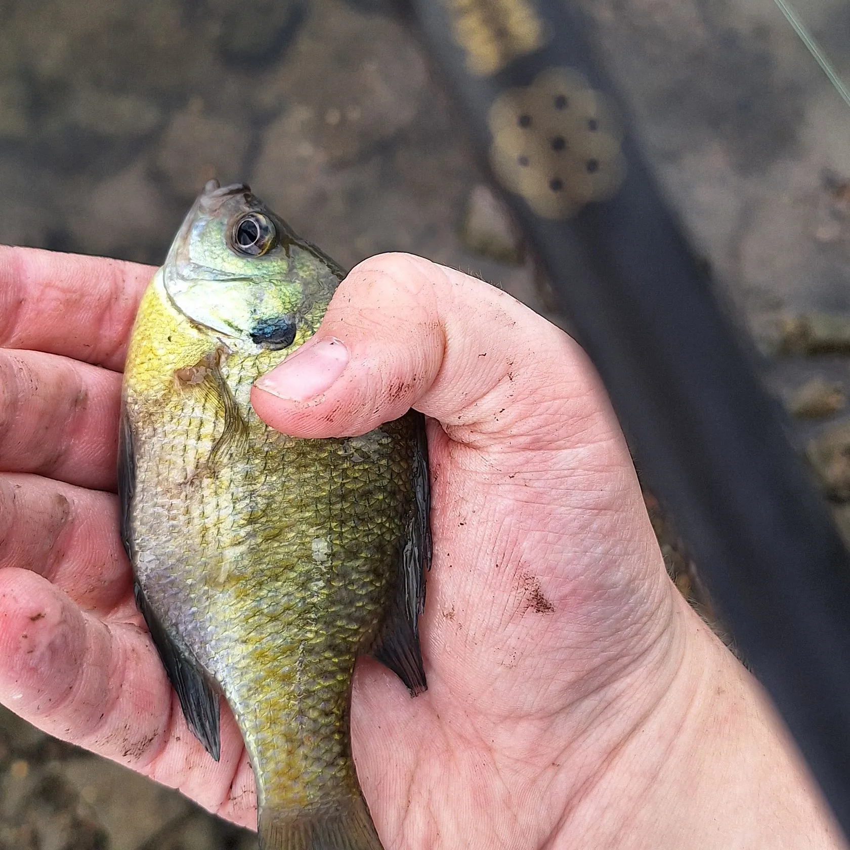 Bluegill caught on Fishbrain