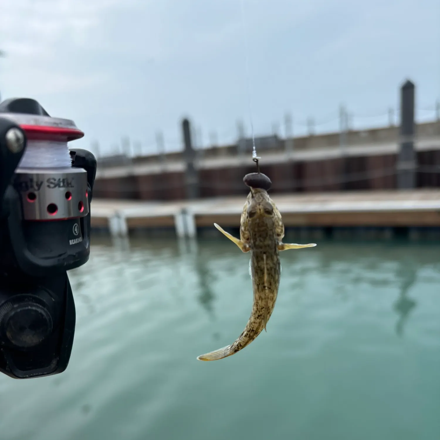 The most recent Common goby catches on Fishbrain