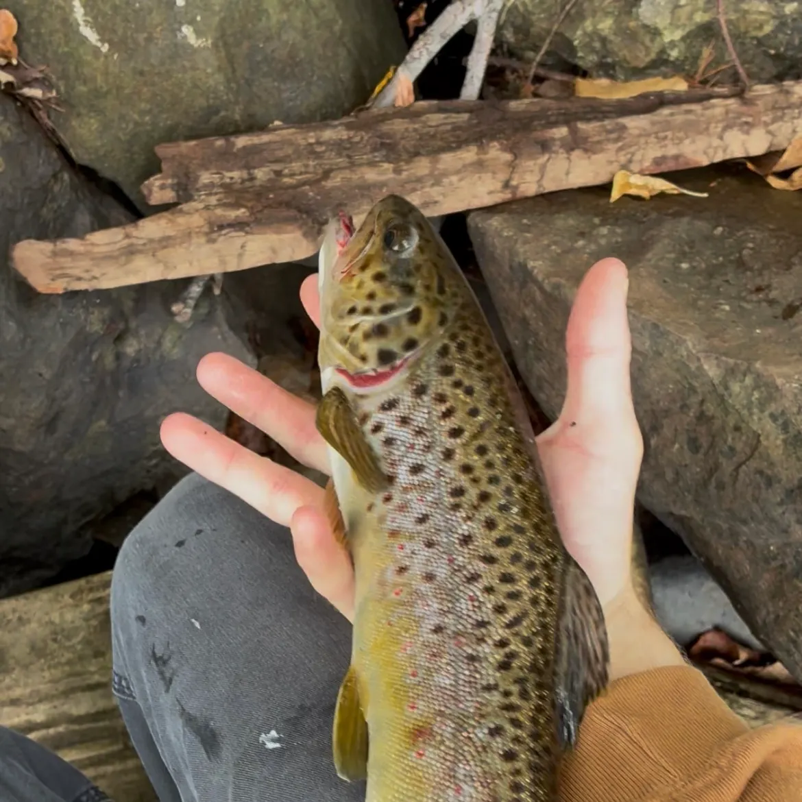 Brown trout caught on Fishbrain