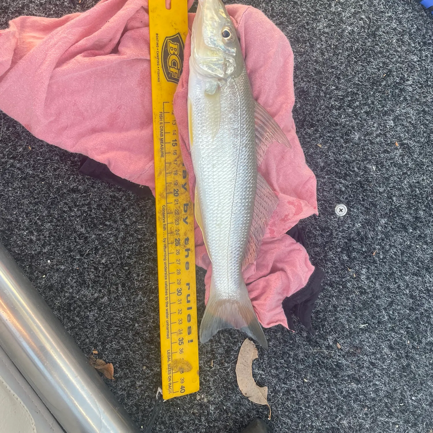 The most recent Sand sillago catches on Fishbrain