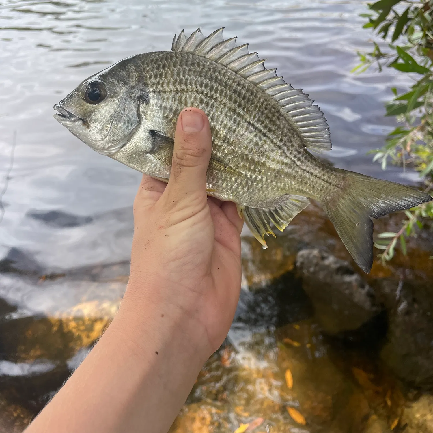 Surf bream caught on Fishbrain