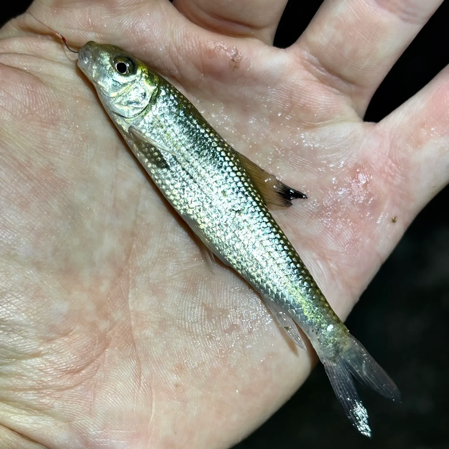 The most recent Spotted sucker catches on Fishbrain