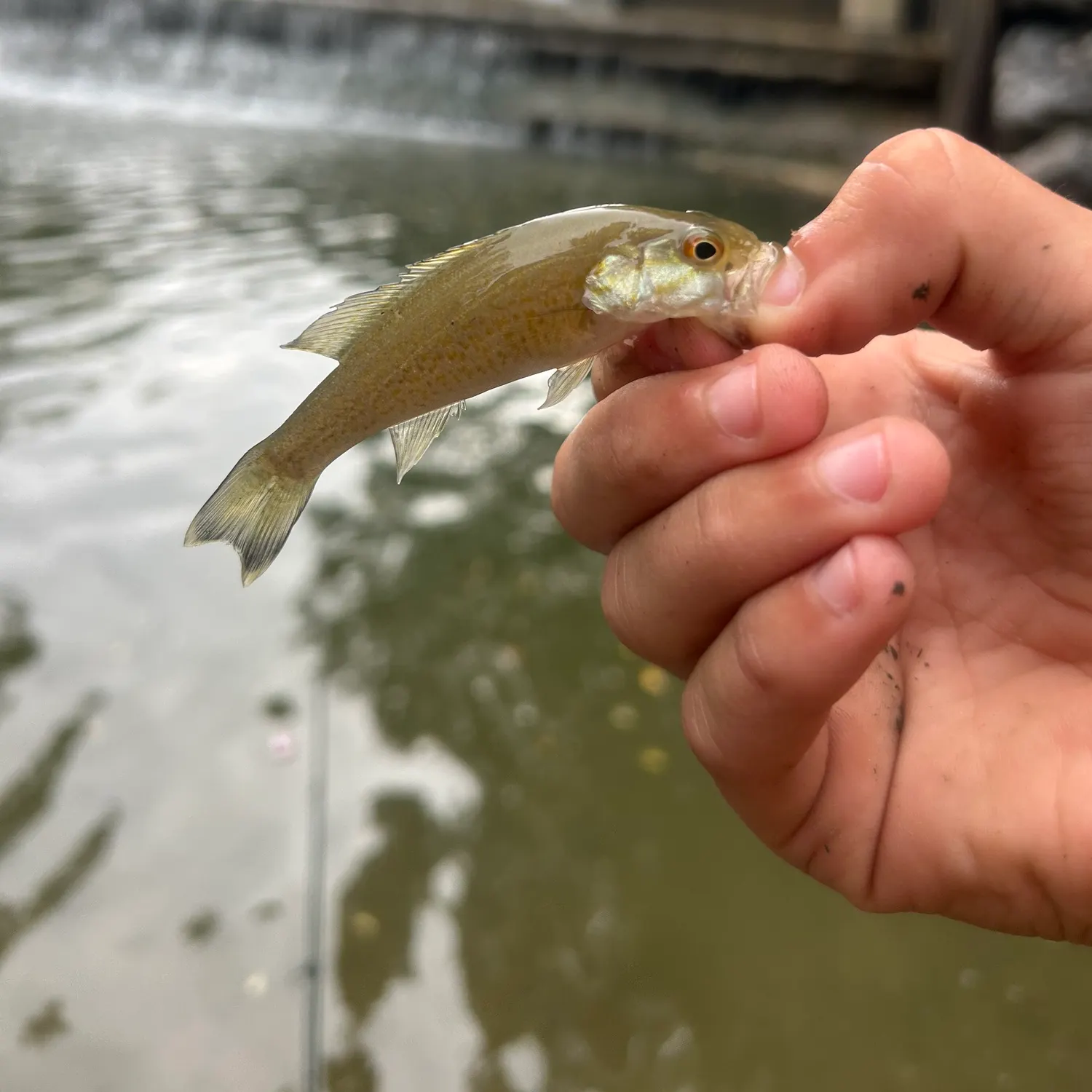 Smallmouth bass caught on Fishbrain