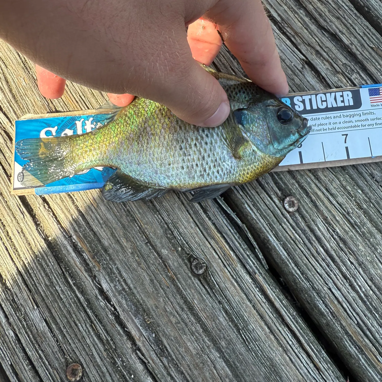 recently logged catches