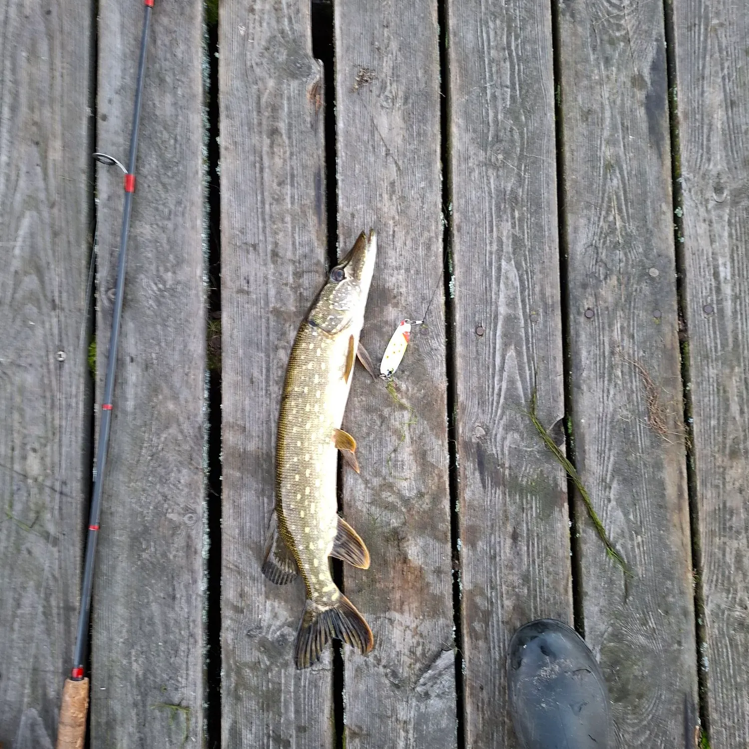 Northern pike caught on Fishbrain