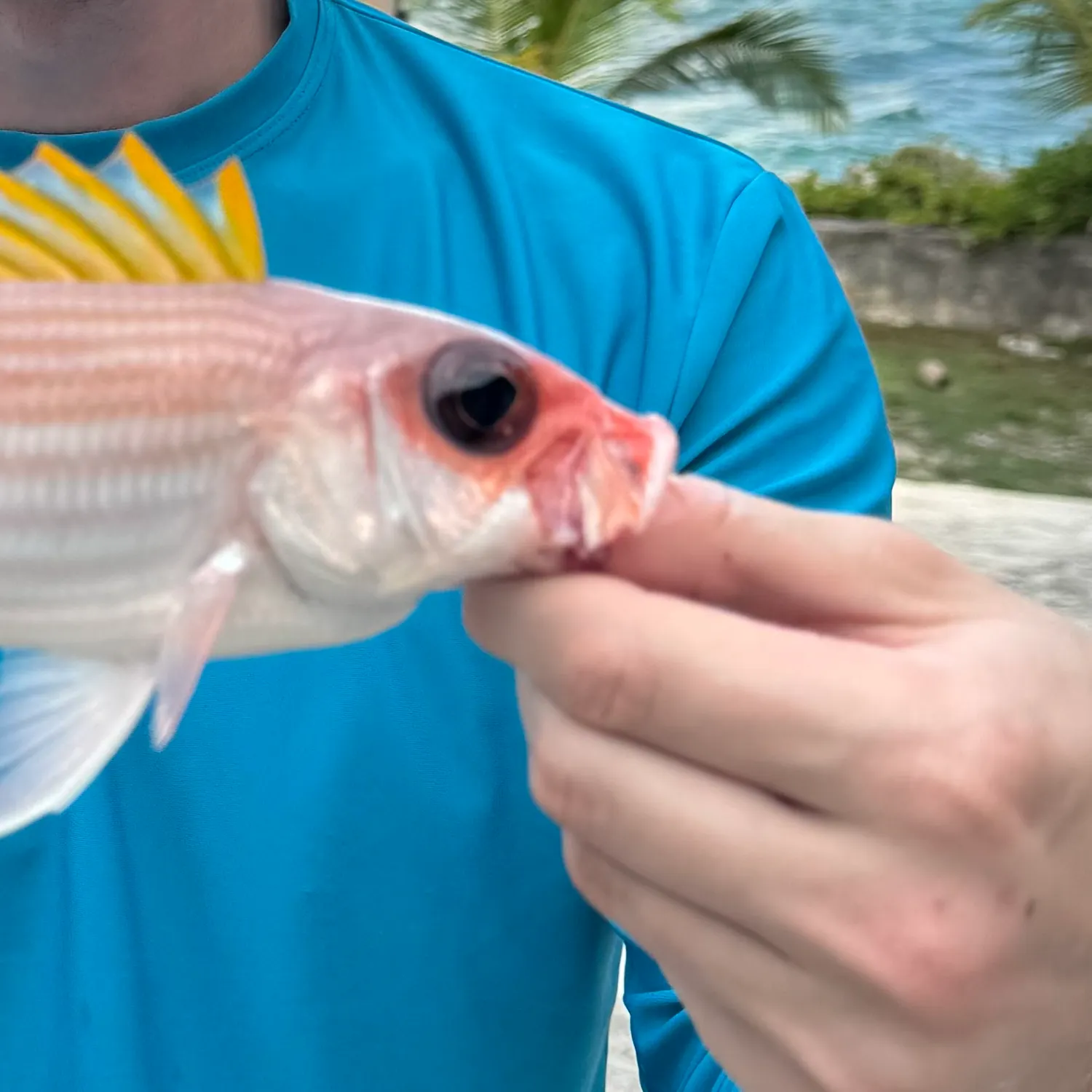 The most recent Common squirrelfish catches on Fishbrain
