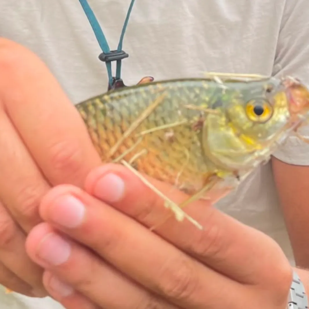 Common rudd caught on Fishbrain