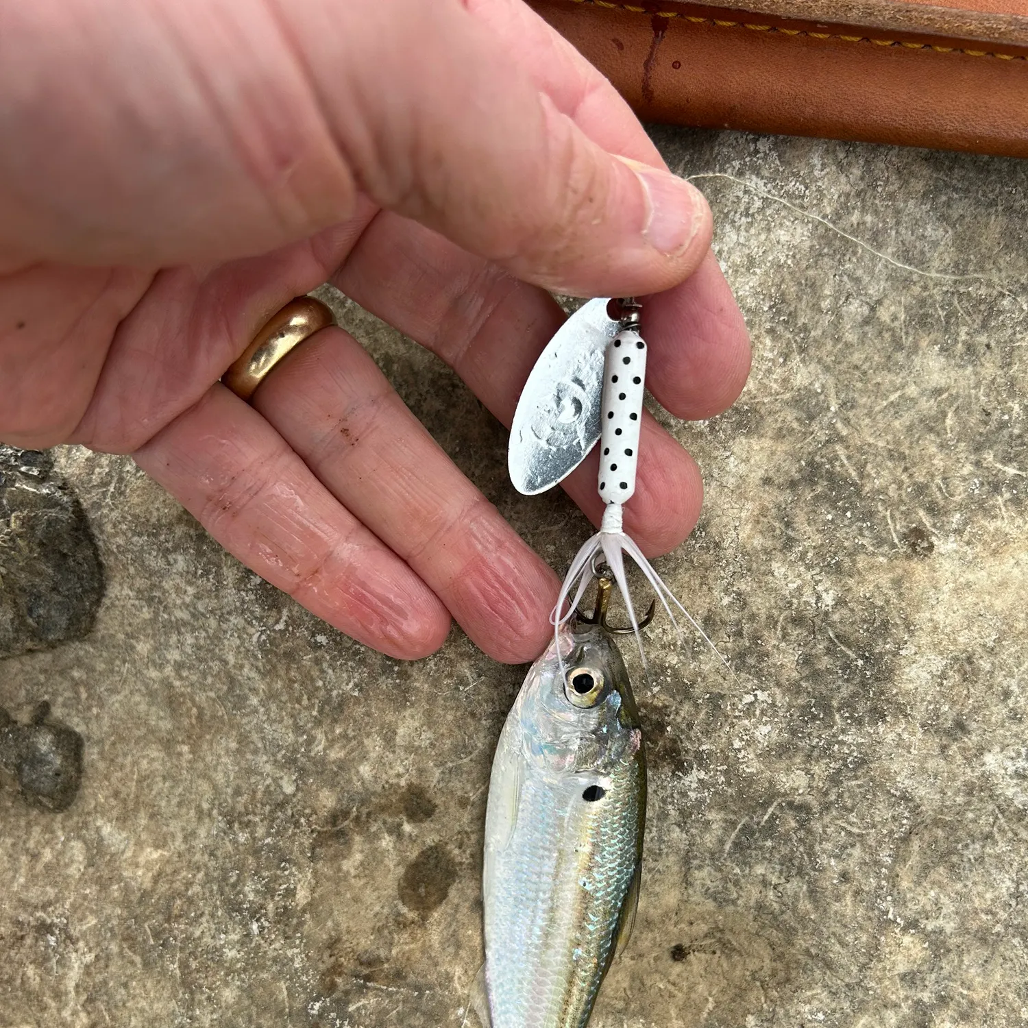 The most recent American gizzard shad catches on Fishbrain