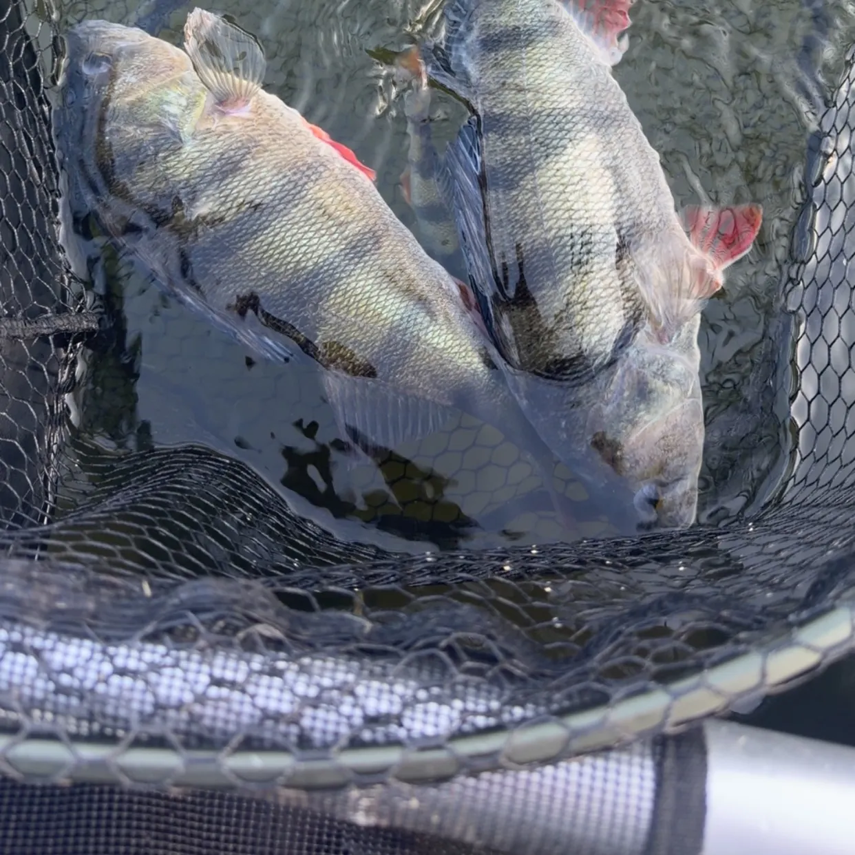 European perch caught on Fishbrain