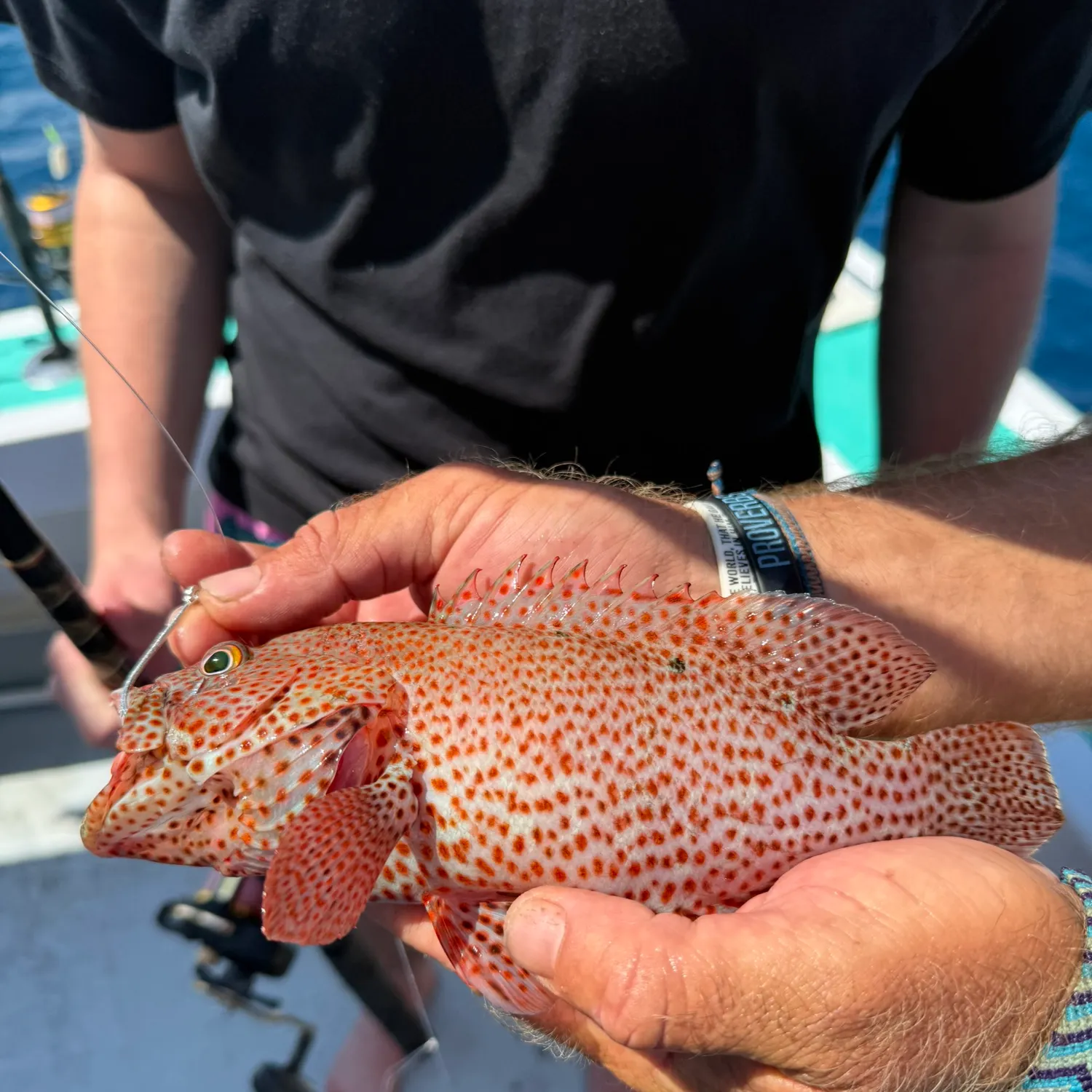 The most recent Strawberry hind catches on Fishbrain