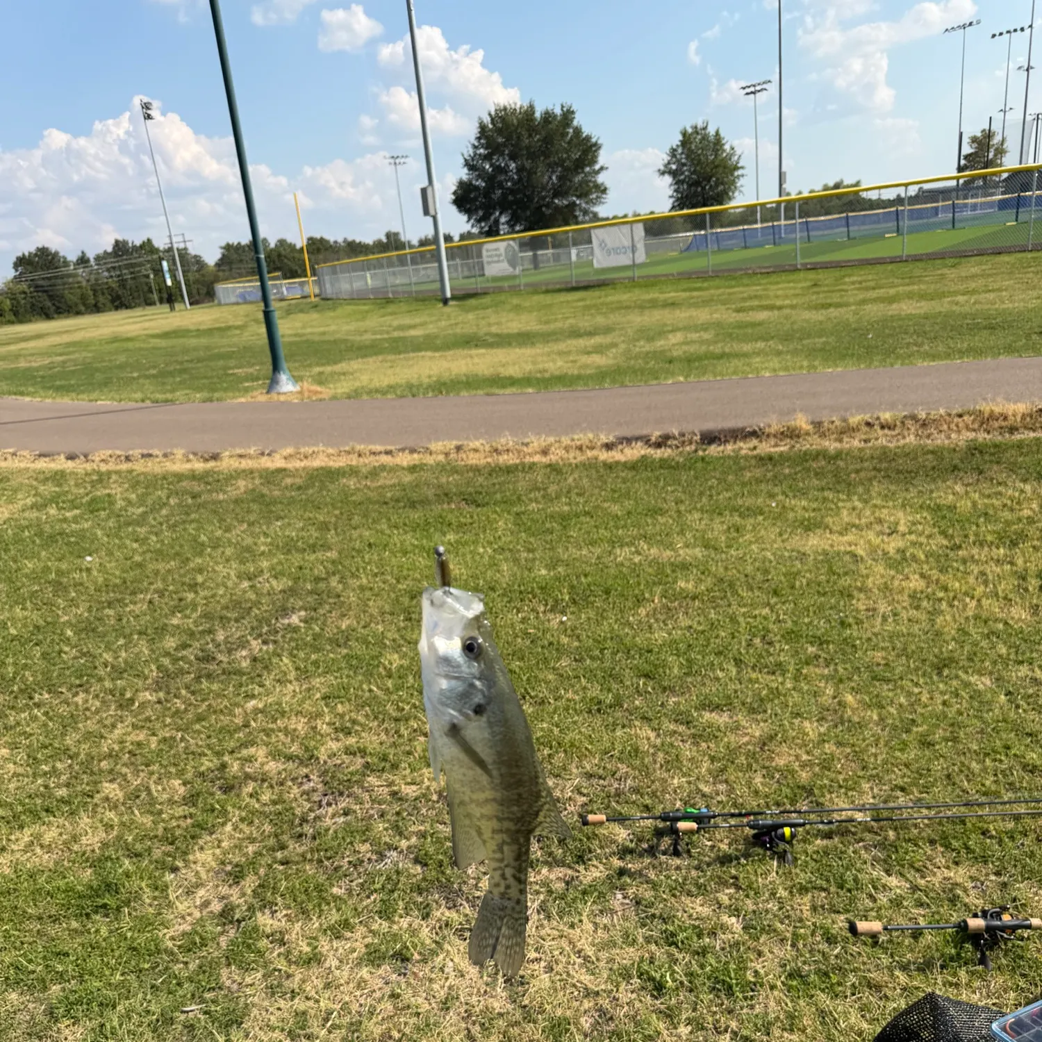White crappie caught on Fishbrain