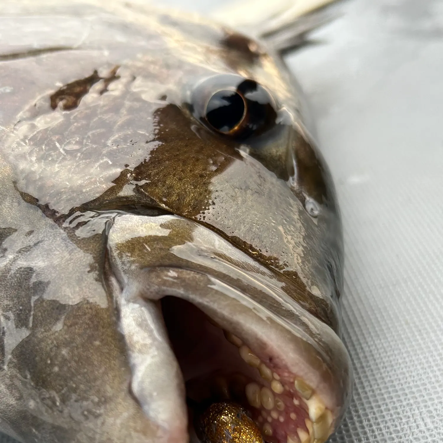 The most recent Sheepshead catches on Fishbrain