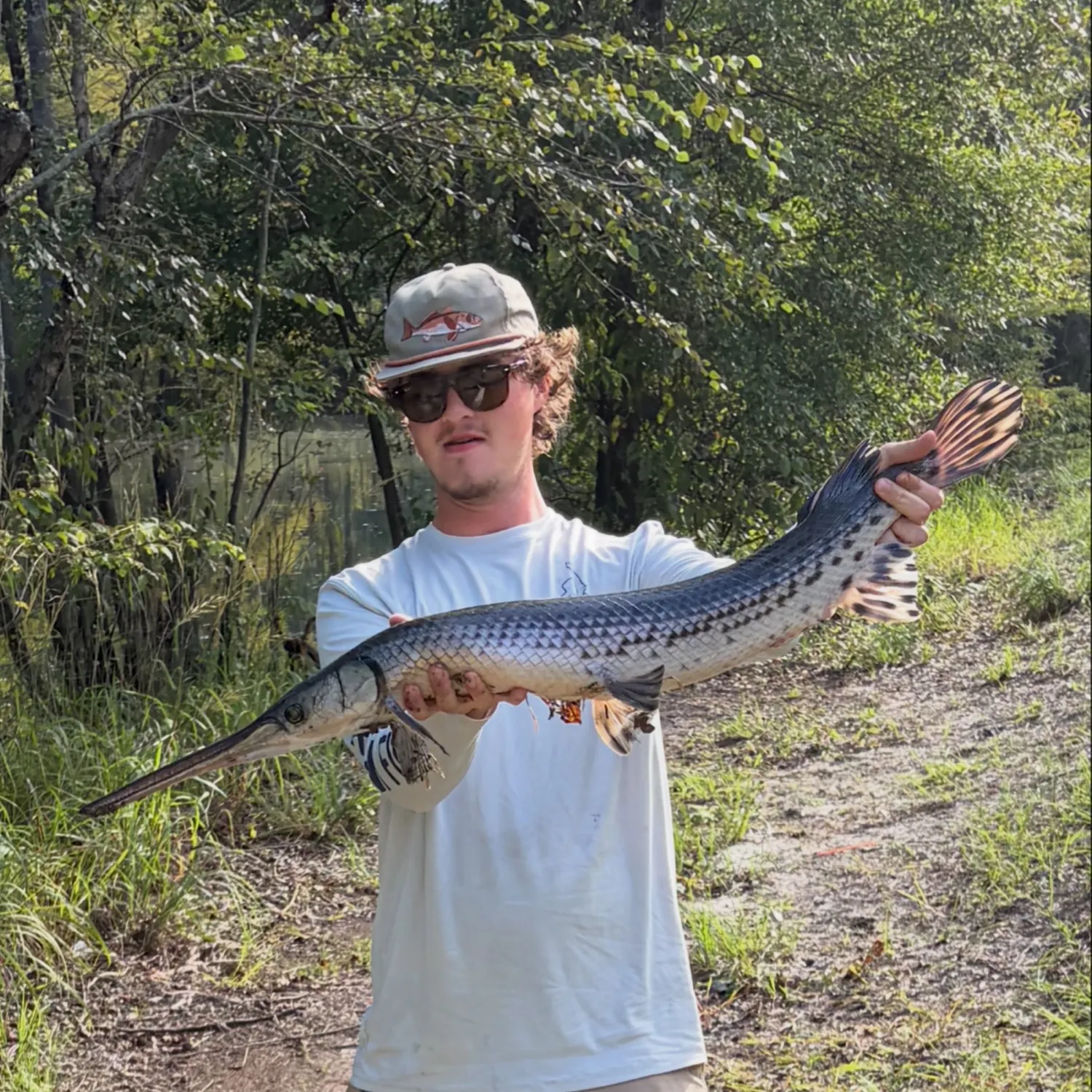 Longnose gar caught on Fishbrain
