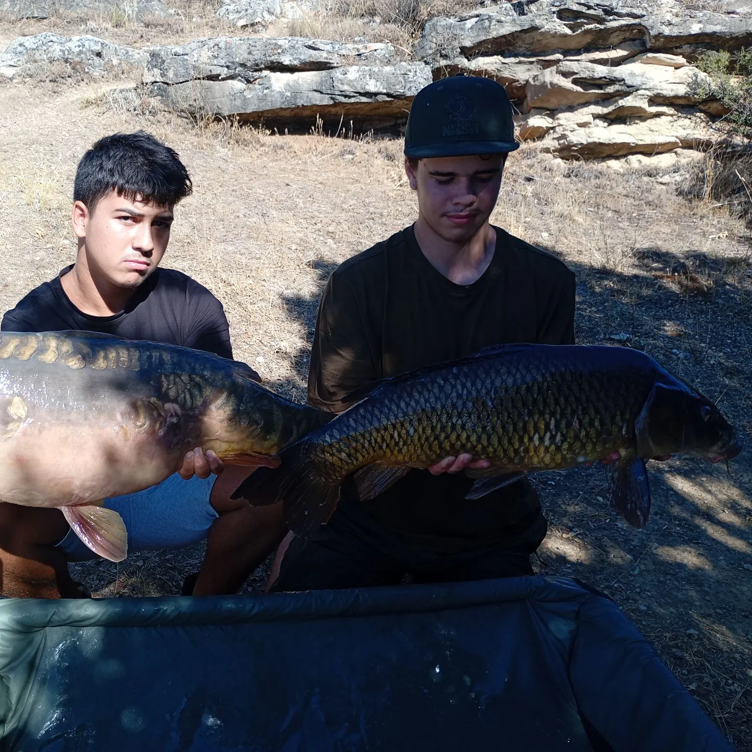 Common carp caught on Fishbrain