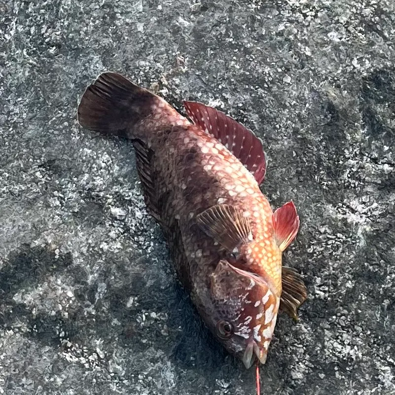 The most recent Brownspotted wrasse catches on Fishbrain