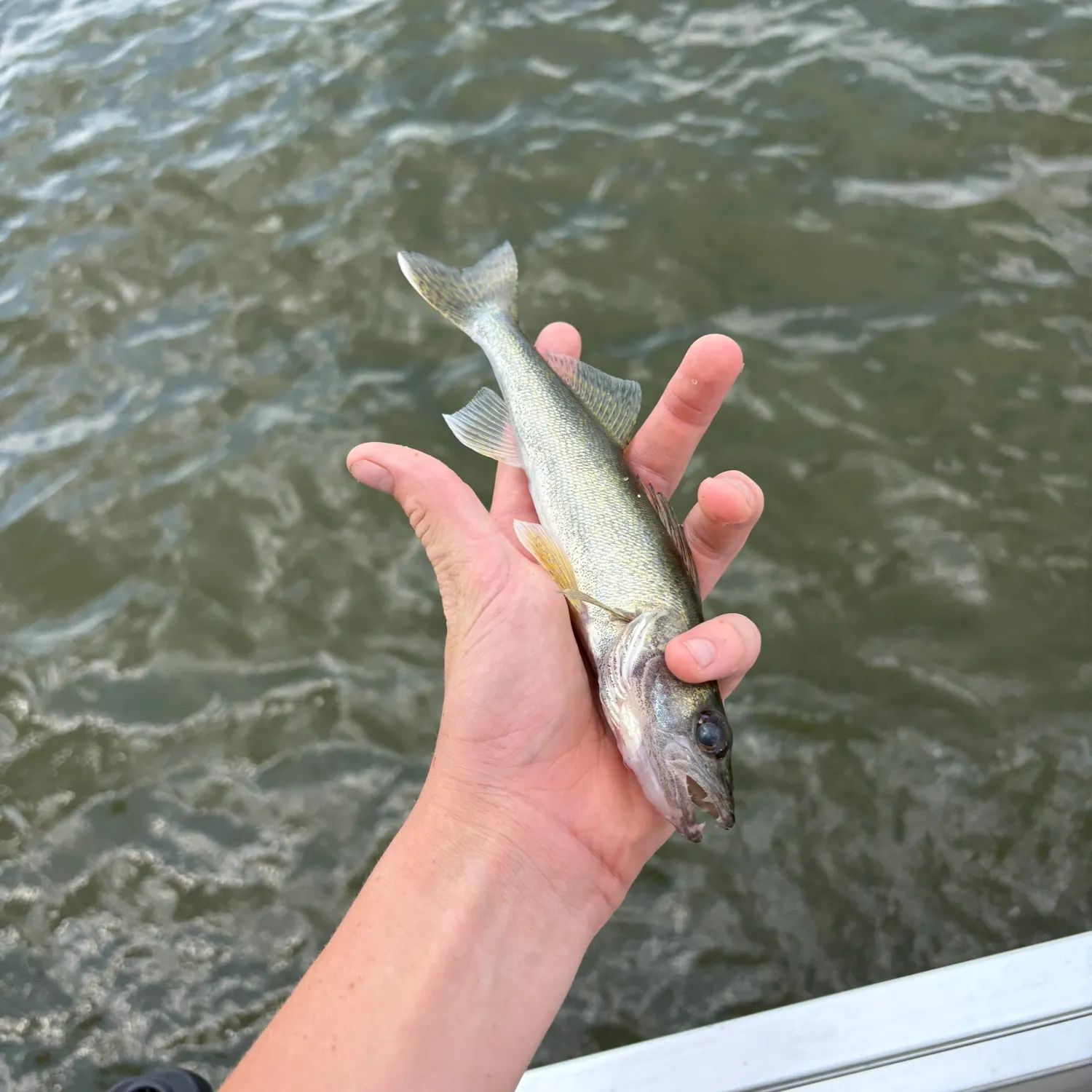 Walleye caught on Fishbrain