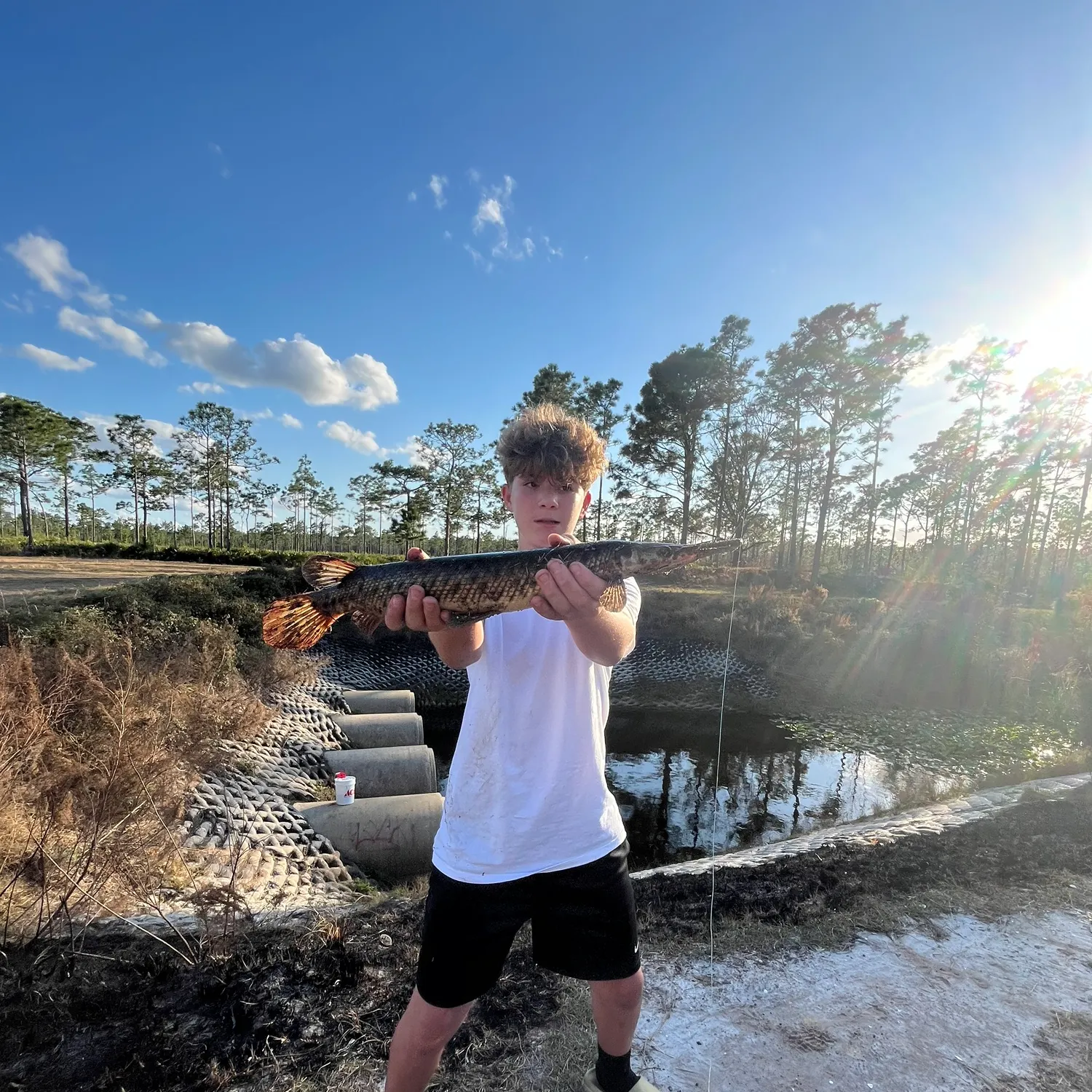 The most recent Florida gar catches on Fishbrain