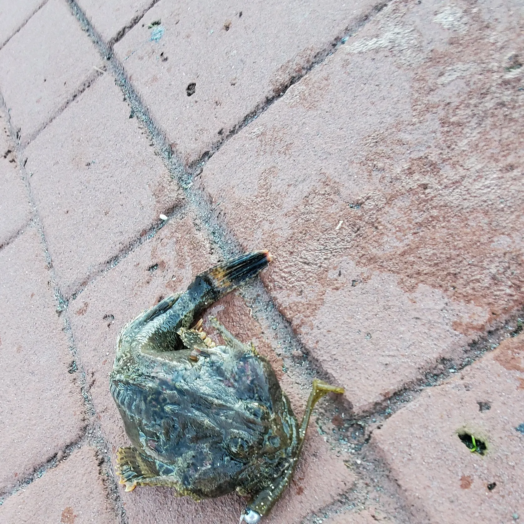 The most recent Buffalo sculpin catches on Fishbrain