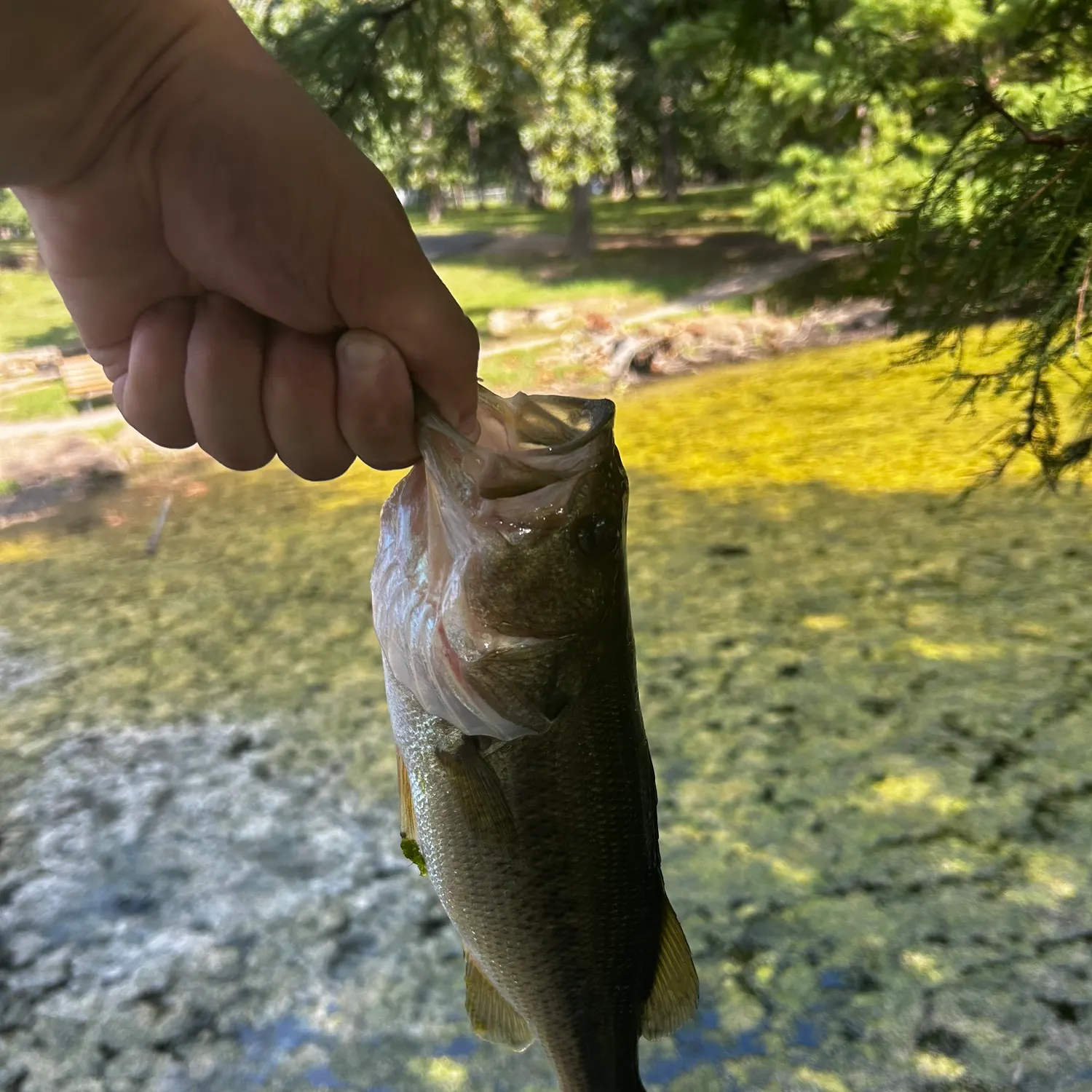 Largemouth bass caught on Fishbrain