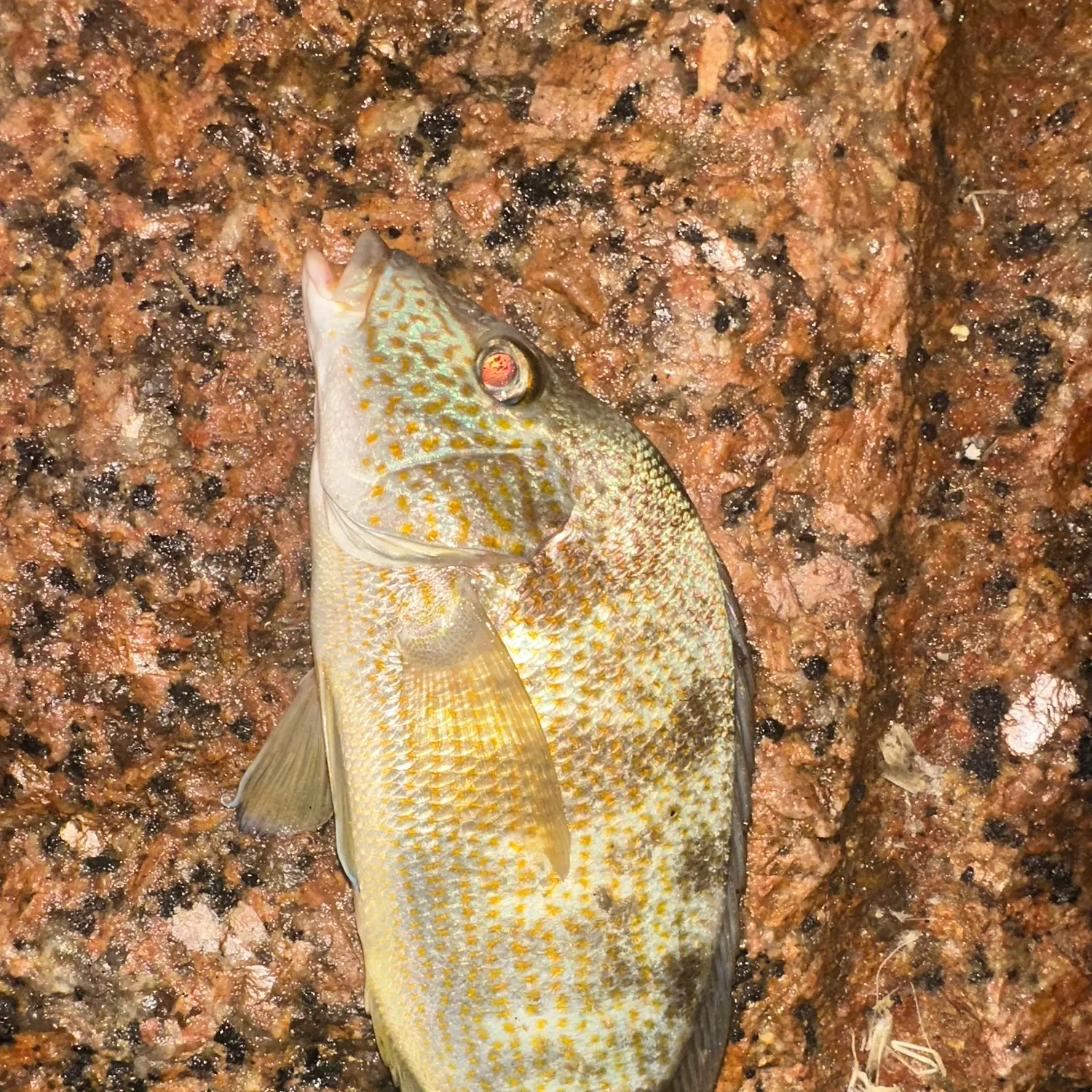 Pigfish caught on Fishbrain