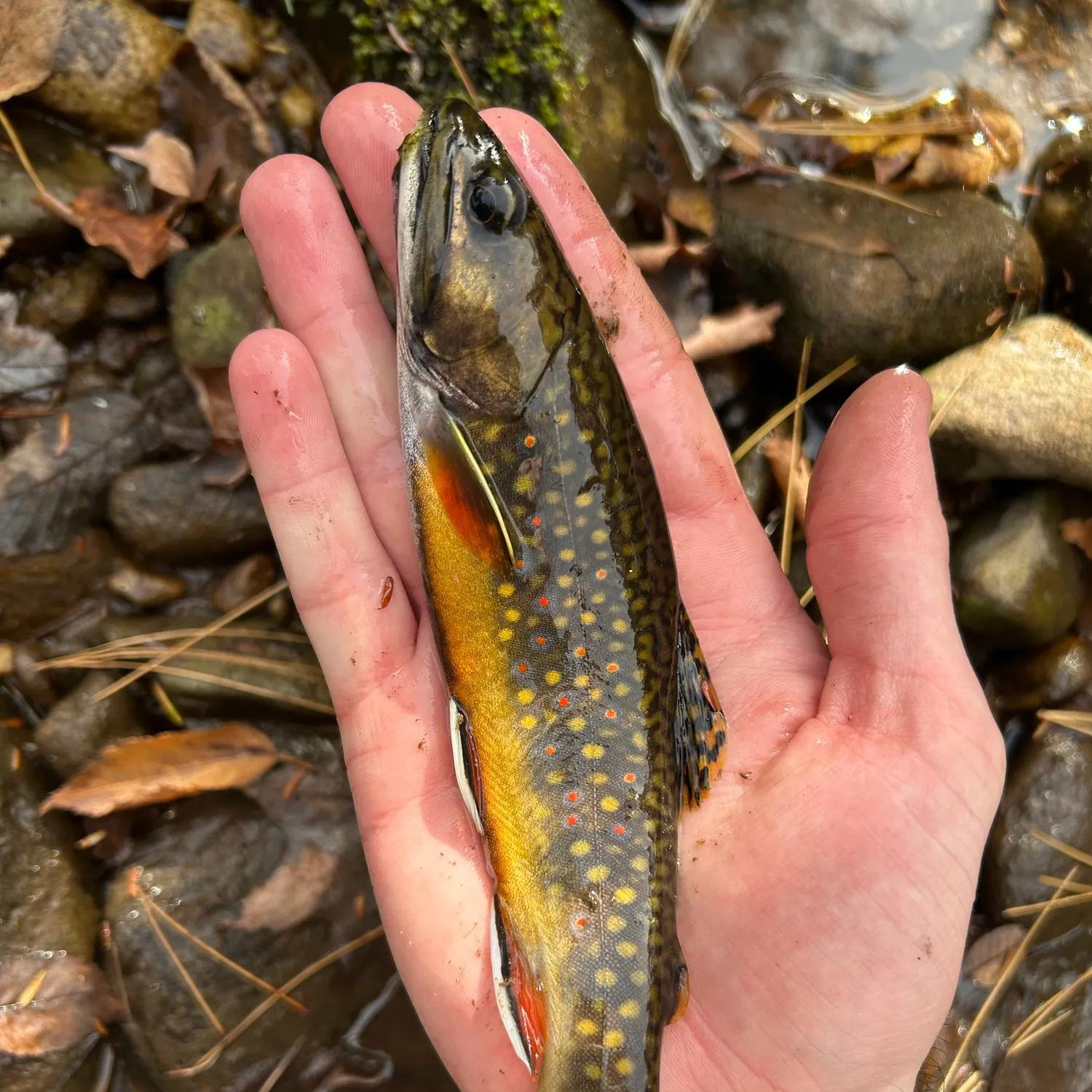 Brook trout caught on Fishbrain