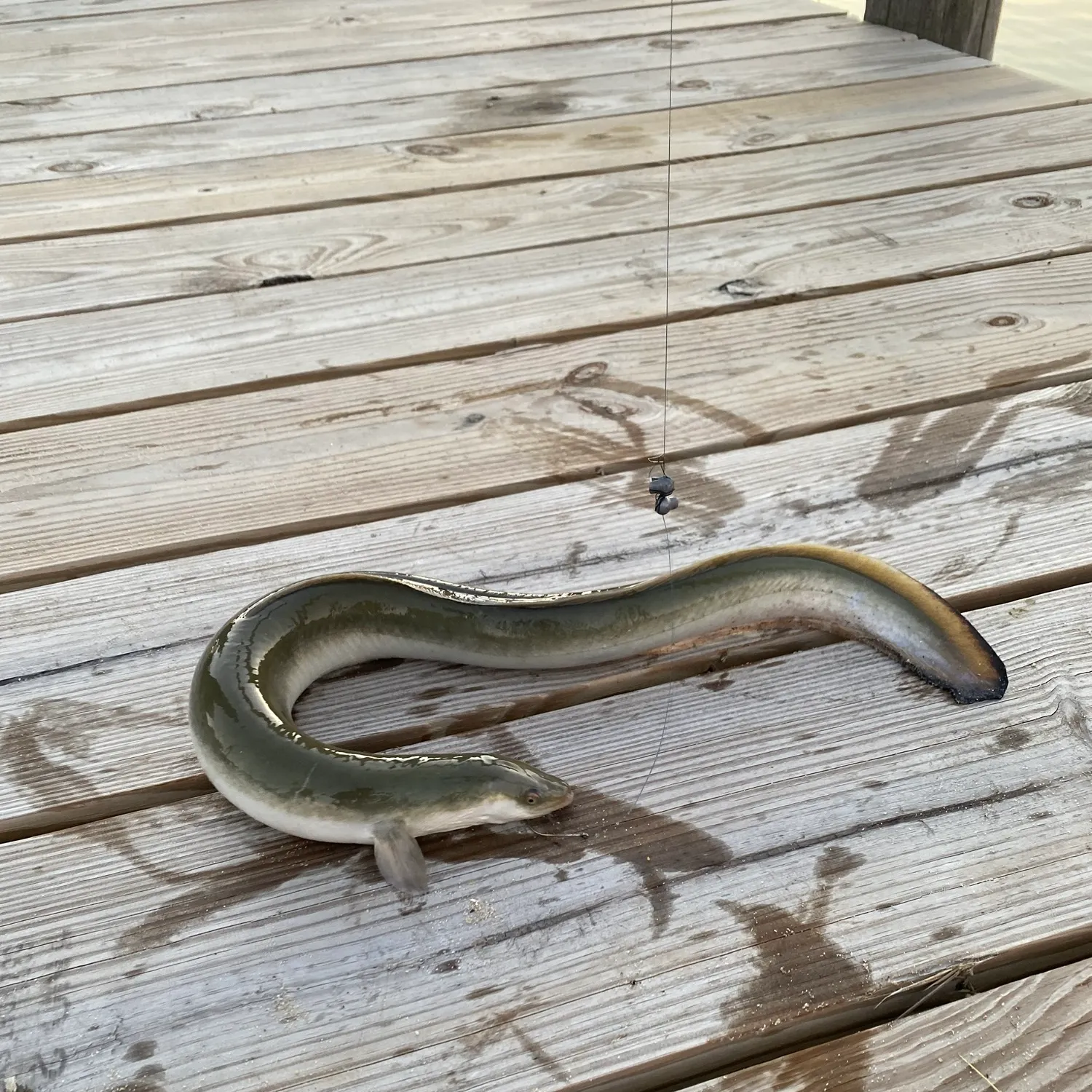 American eel caught on Fishbrain