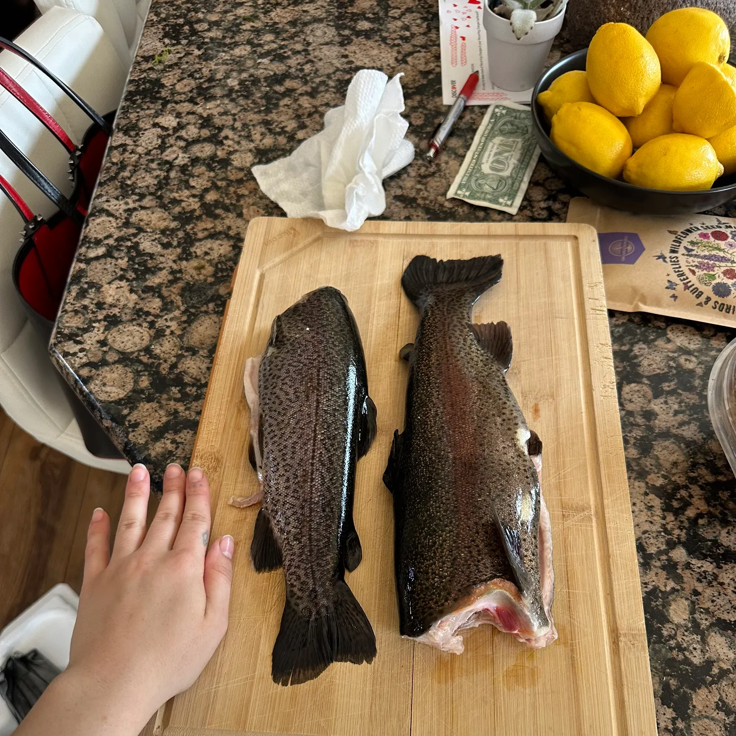 recently logged catches