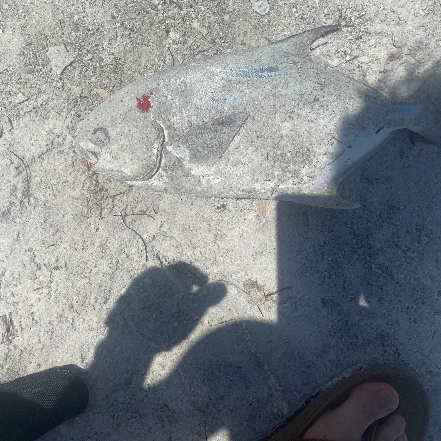 The most recent Southern pompano catches on Fishbrain