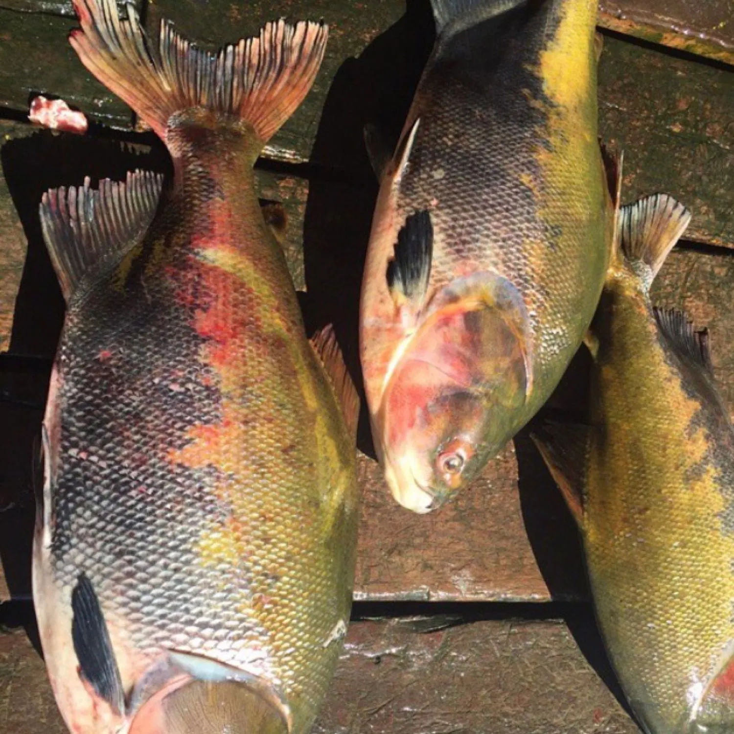 recently logged catches