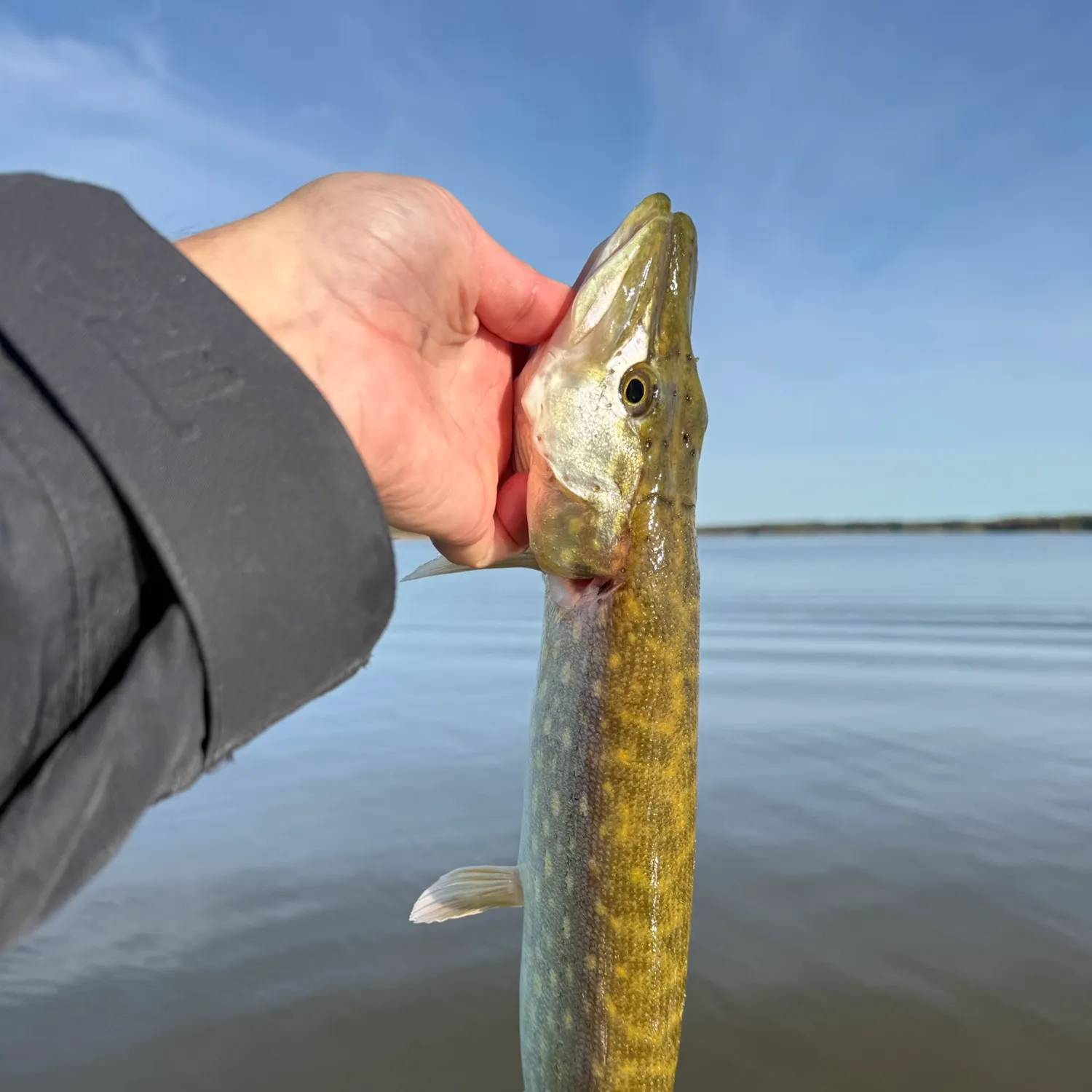 Northern pike caught on Fishbrain