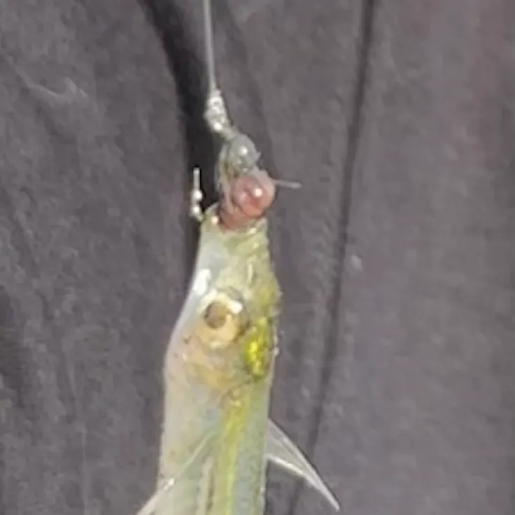 The most recent Topsmelt silverside catches on Fishbrain