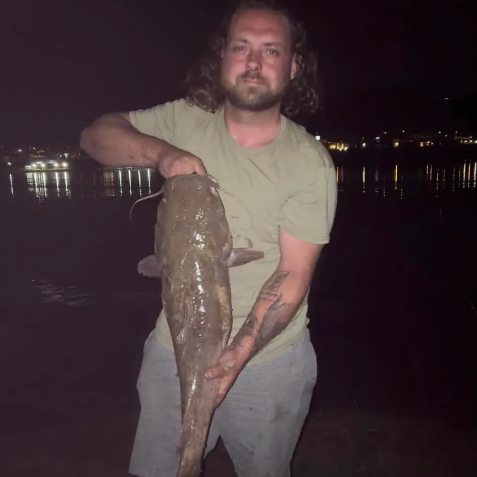Flathead catfish caught on Fishbrain