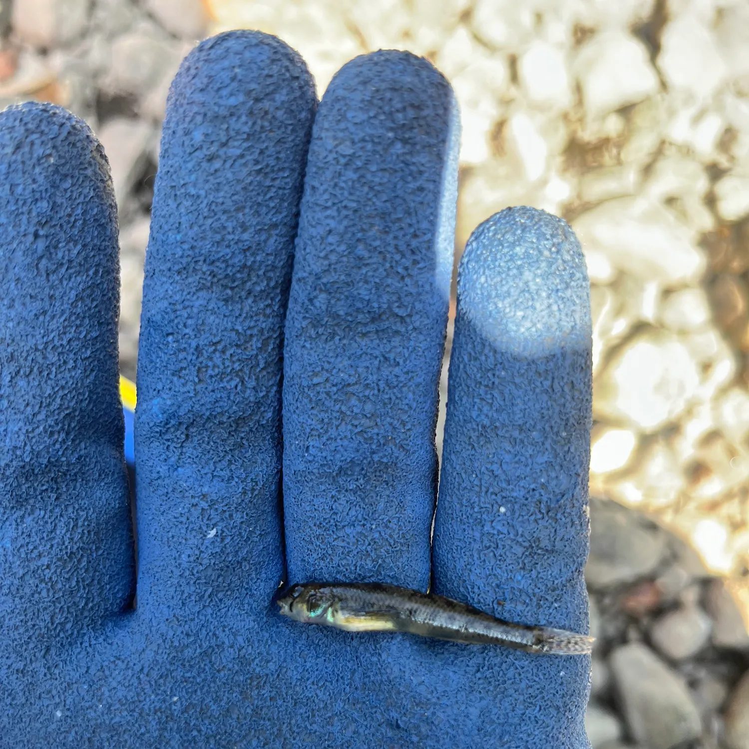 The most recent Northern tessellated darter catches on Fishbrain
