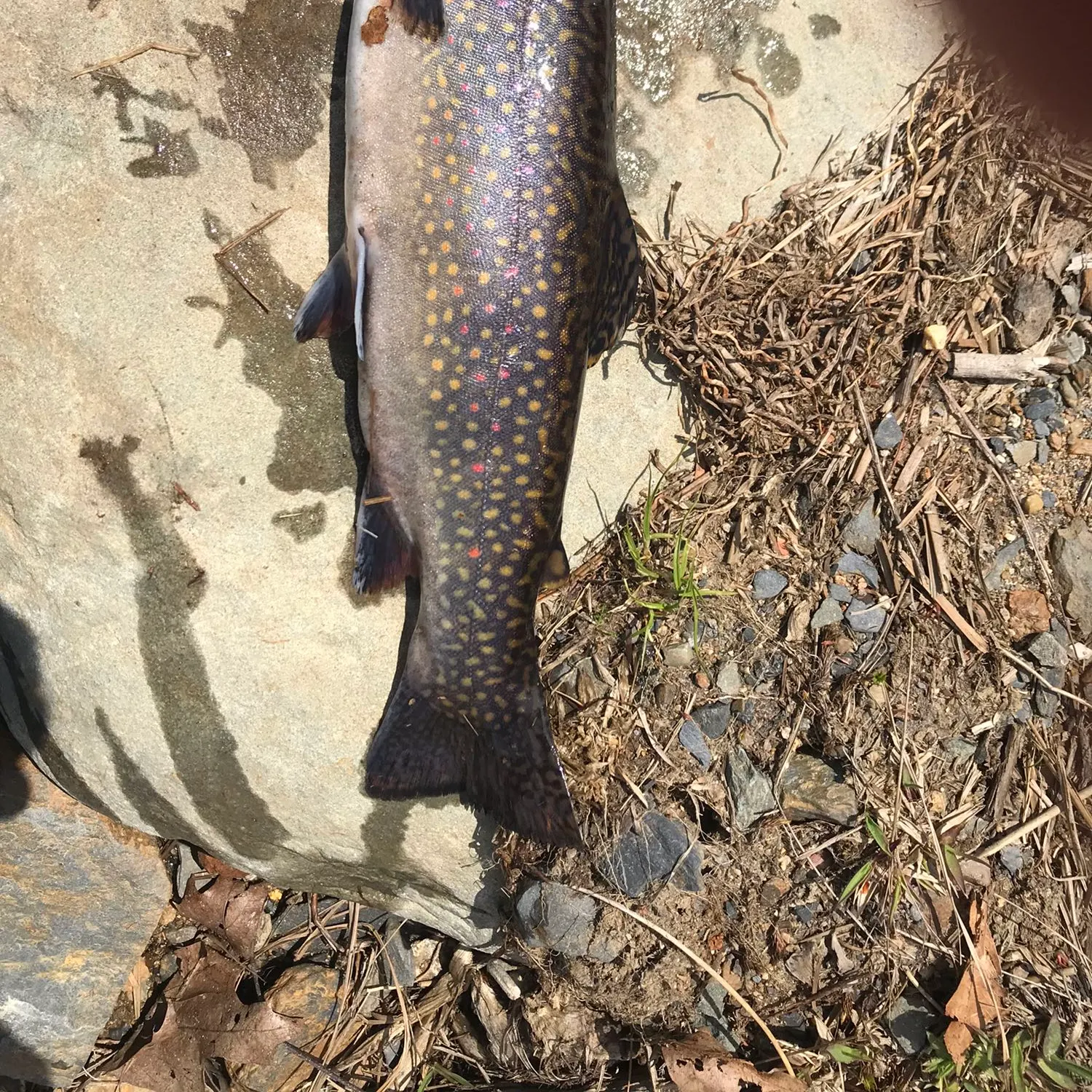 Fish caught on Fishbrain