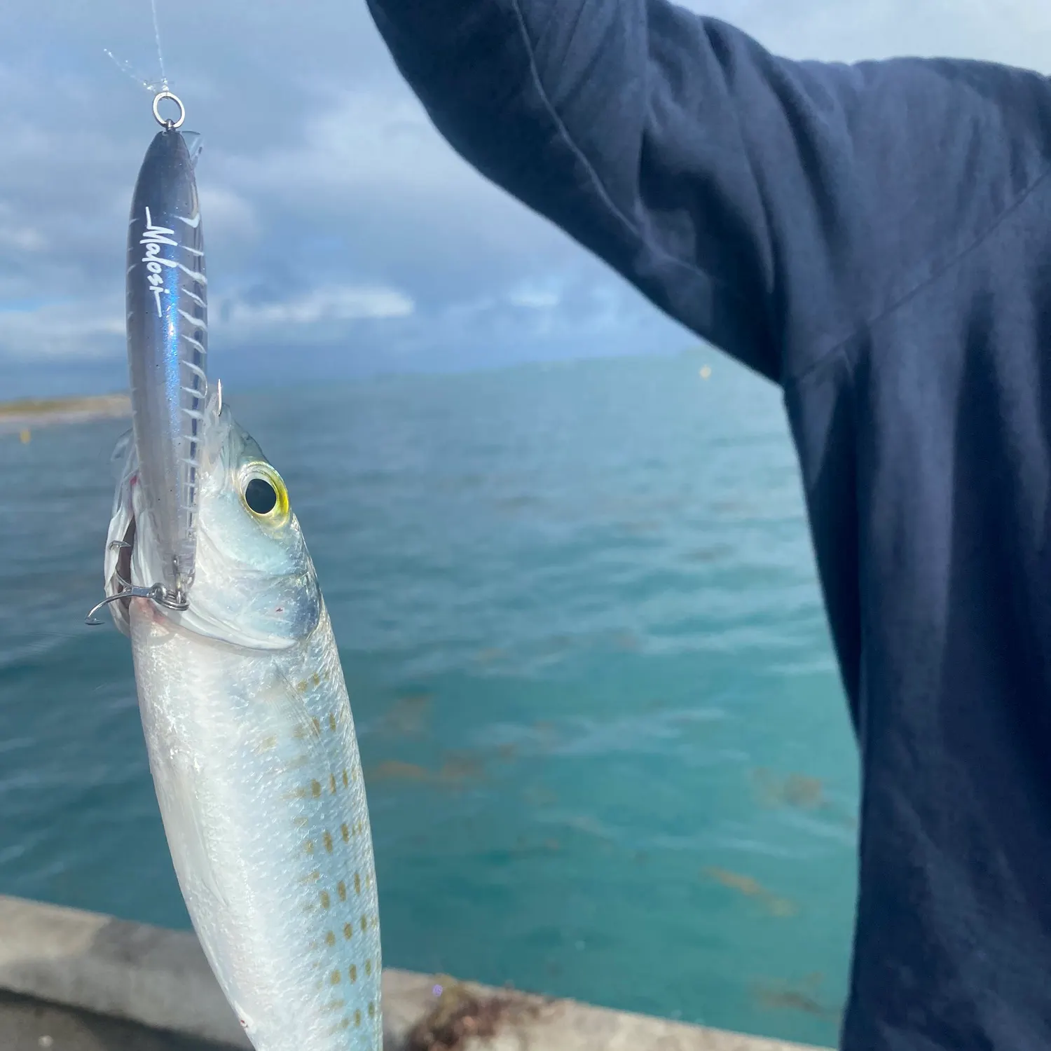 The most recent Australian ruff catches on Fishbrain