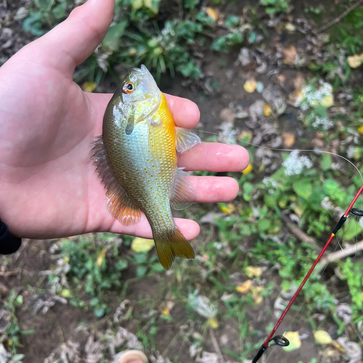 Redbreast sunfish caught on Fishbrain