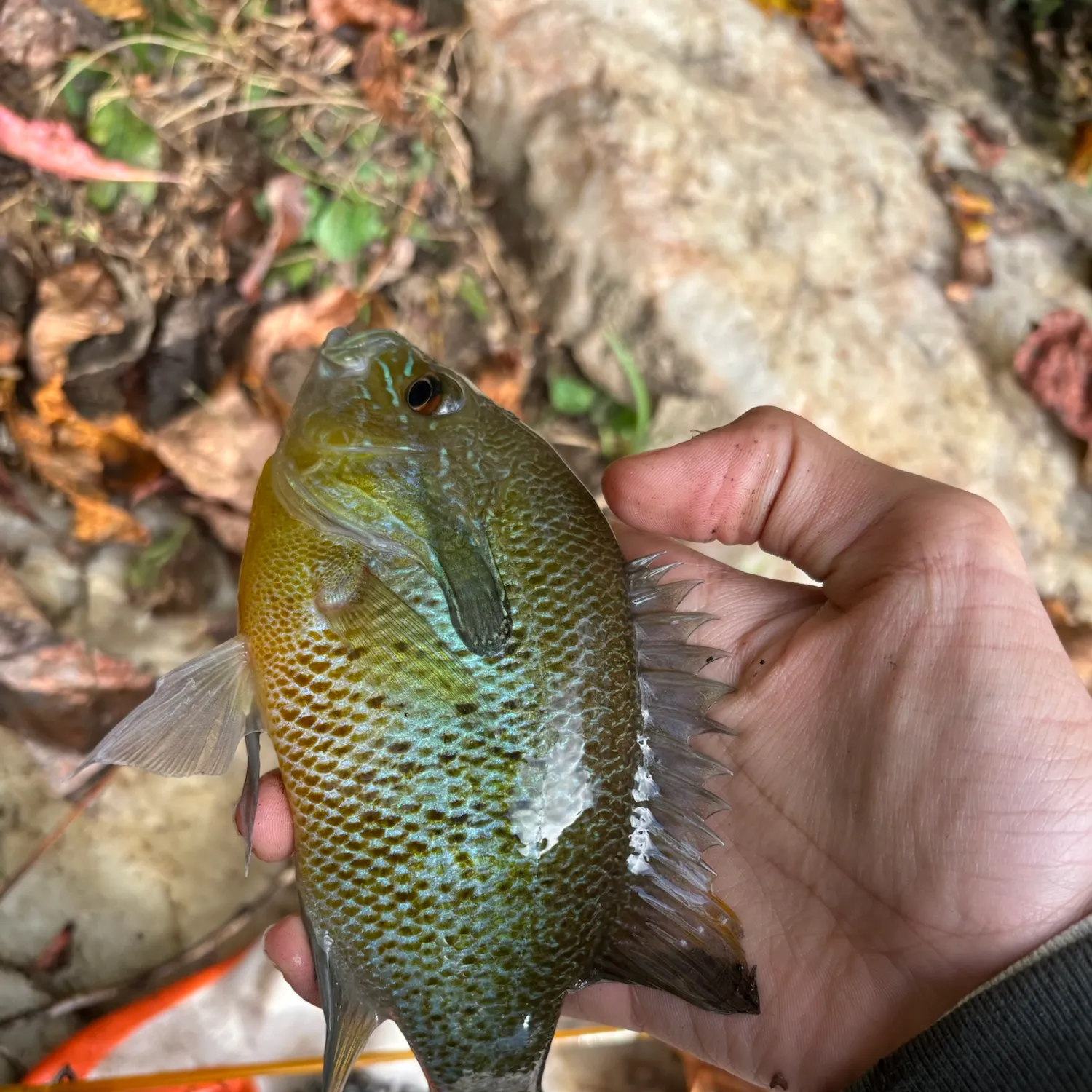 Redbreast sunfish caught on Fishbrain