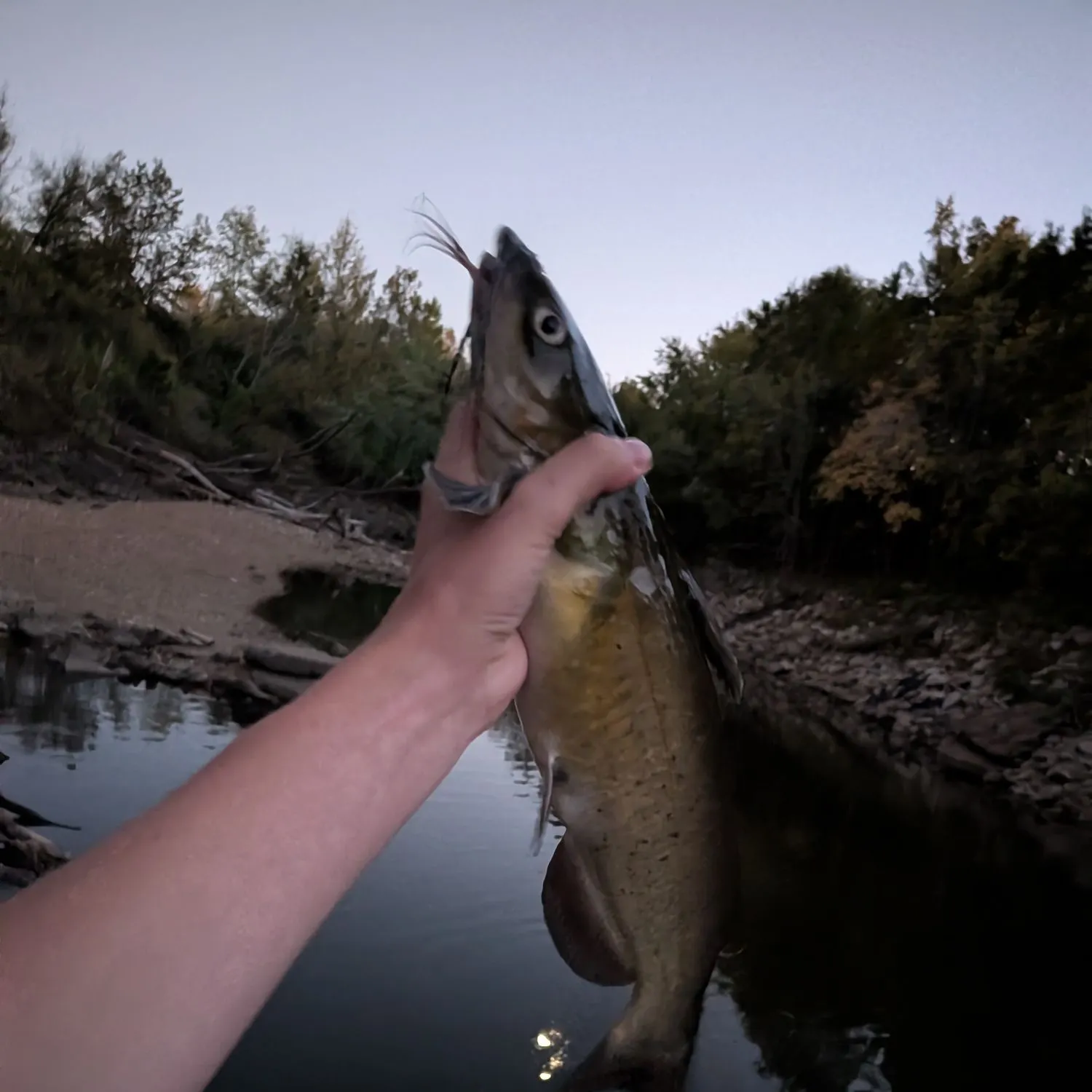 Channel catfish caught on Fishbrain