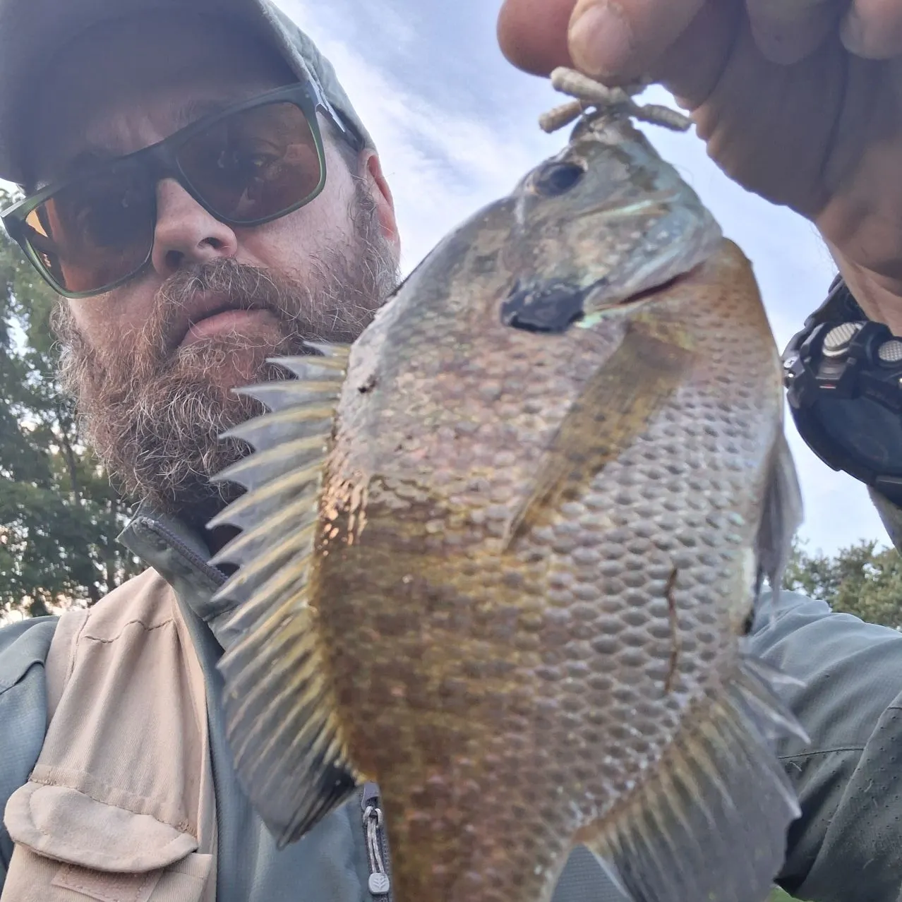 Bluegill caught on Fishbrain