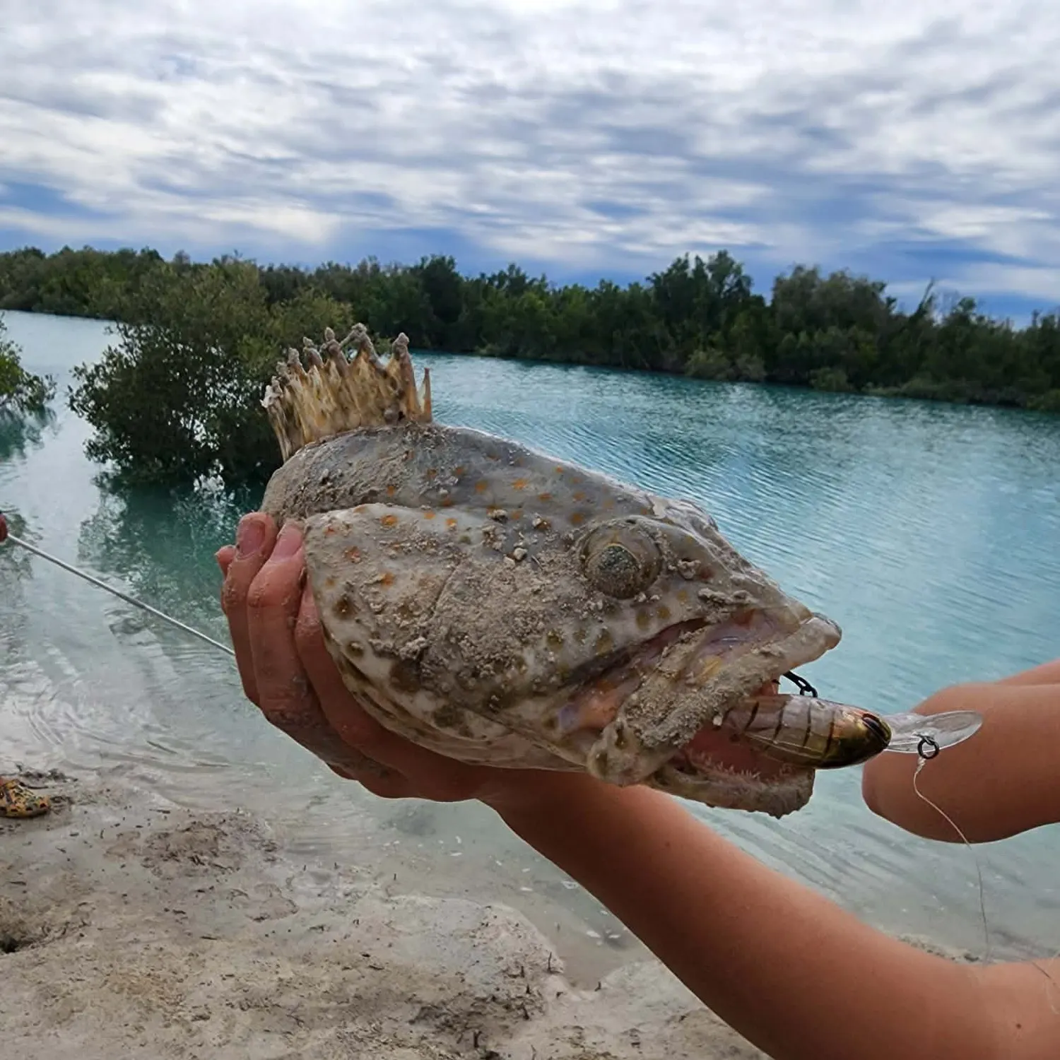 The most recent Honeycomb grouper catches on Fishbrain